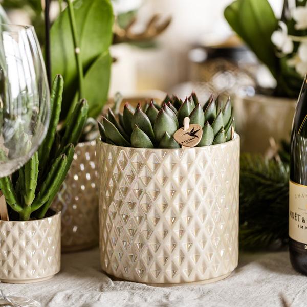 Diamant Perlen Dekotopf – Travertin – Ø9cm – Blumentopf in Steinoptik – Eleganter Dekotopf für Zimmerpflanzen, Kakteen & Sukkulenten